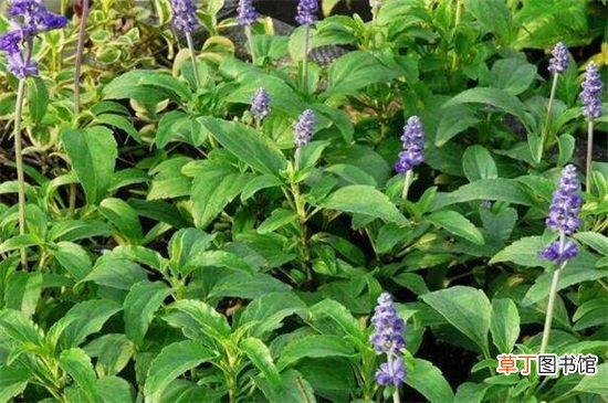 【鼠尾草】蓝花鼠尾草在夏季开花有哪些注意事项？