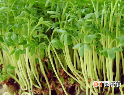 【生长习性】豆瓣菜的生长习性介绍有哪些？