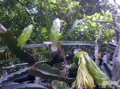 【花】龙骨花可以净化空气吗 龙骨花栽培方法有哪些？