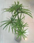 旱伞草、水棕竹 【棕竹】水竹的养殖方法有哪些？