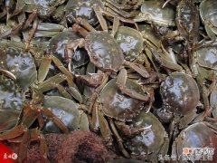 【养殖】冬季养殖河蟹需要注意事项及具体操作步骤有哪些？
