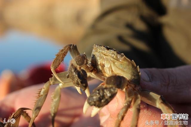 【养殖】冬季养殖河蟹需要注意事项及具体操作步骤有哪些？