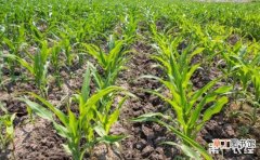 【防治】施肥防治玉米苗期根腐病的方法有哪些？
