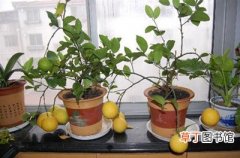 【树】柠檬树只开花不结果的原因有哪些？