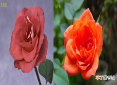 【玫瑰】月季玫瑰同属不同种 月季和玫瑰的区别有哪些？