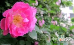 【花】蔷薇花繁殖方法一有哪些？