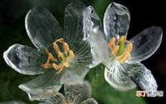 【花】山荷叶花变透明的原因有哪些？