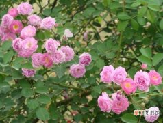 【花】蔷薇花五点修剪小步骤有哪些？