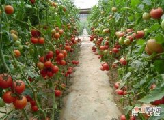 【科学】番茄科学施肥技术有哪些？