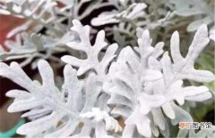【区别】雪叶莲和银叶菊的区别 雪叶莲花语是什么