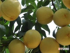 【桃】炎陵黄桃多少钱一斤 中国最好吃的黄桃排名