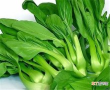 【吃】小青菜怎么炒好吃 青菜的营养价值