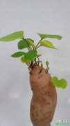【盆栽】红薯做成的盆栽原来这么美，有哪些注意事项？