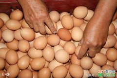 【注意事项】蛋鸡秋季养殖的注意事项有哪些？