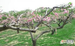 【虫害】桃树主要虫害与防治技术有哪些？