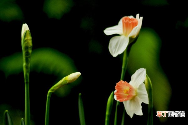 【水仙花】关于水仙花的知识有哪些？