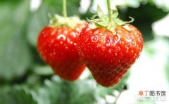 【高产】春季草莓高产管理技巧有哪些？