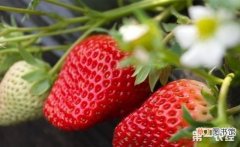 【越冬】草莓越冬防寒措施有哪些？