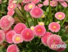 【开花】翠菊开花茂盛需要的条件有哪些？