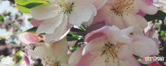 【樱花】西府海棠和樱花的区别有哪些？