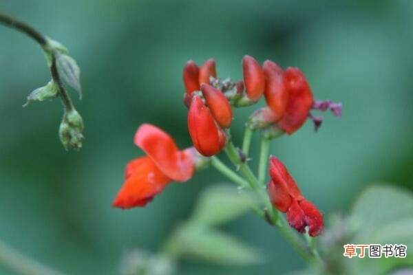 【花瓶】红豆花在花瓶养殖方法有哪些？