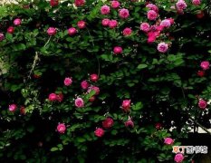 【施肥】蔷薇花施肥方法有哪些？
