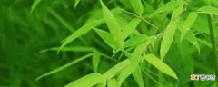 【叶子】竹子黄叶子原因有哪些？