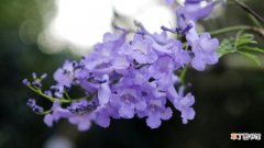 【种子】蓝花楹种子的种植方法有哪些？