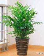 【植物】椰子植物图片有哪些？