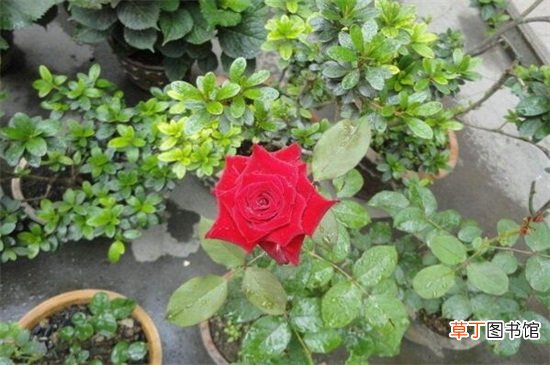 【玫瑰花】冬天玫瑰花掉叶子的原因及解决方法有哪些？