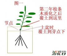 【区别】铁线莲笋芽与叶芽的区别与养护有哪些？