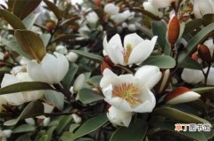 【白兰花】含笑花与白兰花的4种方法区别有哪些？
