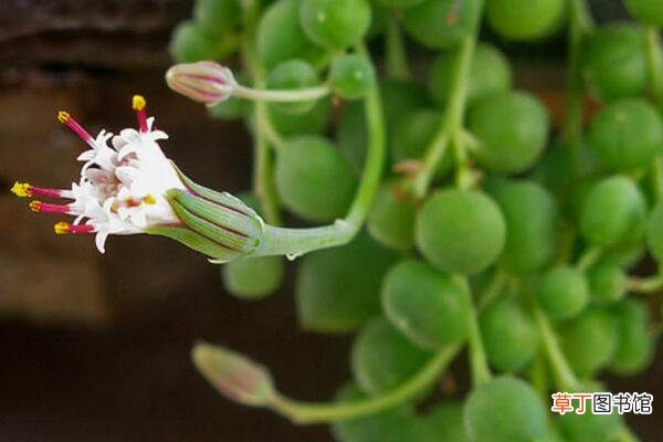 【开花】珍珠吊兰什么时候开花，花期养护有哪些？
