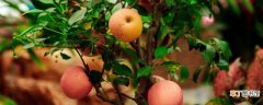 【方法】苹果树栽种方法有哪些？