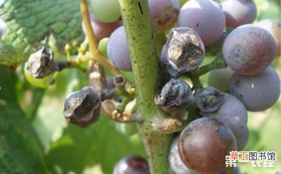 【常见】葡萄常见病害的防治方法有哪些？