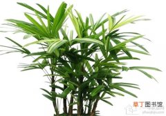 【棕竹】庭园绿化观赏 棕竹的种类有哪些？