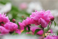 【方法】芍药花的疏蕾方法有哪些？