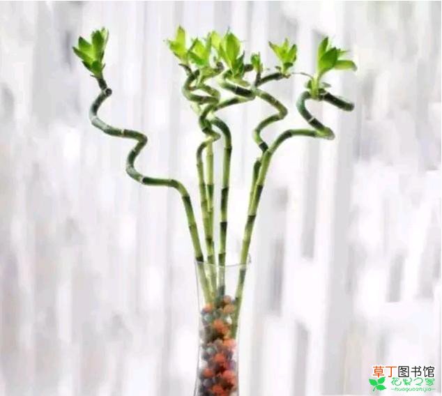 【室内】冬季室内干燥养水扶植物越冬方法有哪些？