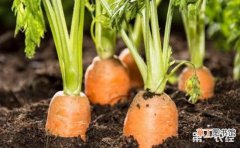 【施肥】胡萝卜的施肥技术有哪些？