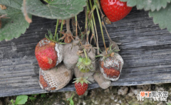 【防治】草莓灰霉病的病症与防治有哪些？