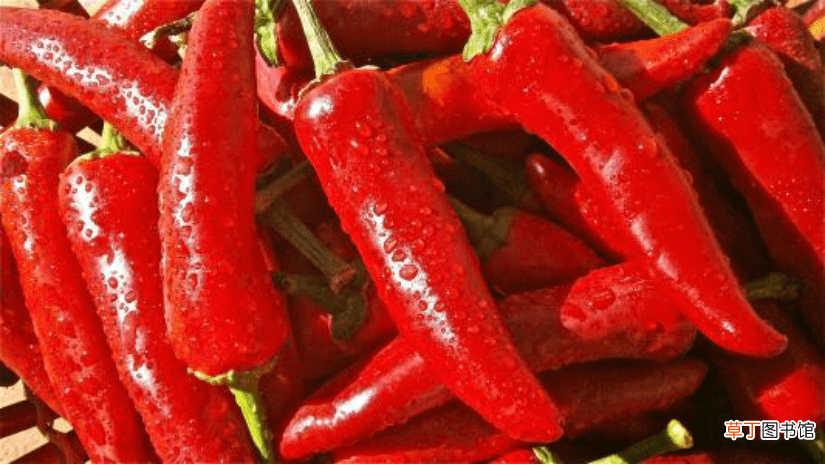 【价值】红尖椒的营养价值和食用禁忌介绍有哪些？