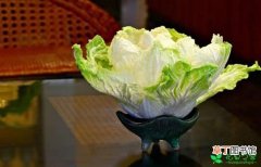 【水培】美丽的水培白菜方法有哪些？
