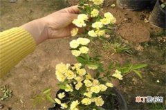 【花】红木香花的种植方法有哪些？