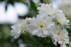 【蔷薇花】木香花与蔷薇花的区别有哪些？