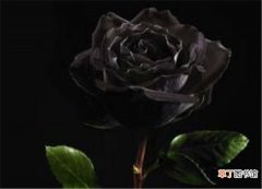 【月份】黑色玫瑰几月份开花 黑玫瑰的花语是什么