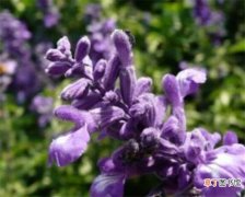 【功效】紫草油的做法 紫草油的功效与作用