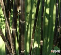 【作用】紫竹根的功效与作用 紫竹根手串制作方法