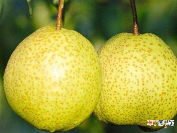 【产地】莱阳梨产地价格多少钱一斤 莱阳梨什么时候成熟