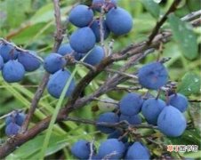 【蓝莓】乌饭子多少钱一斤 蓝莓与乌饭子的区别