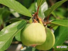 【区别】木莲果和薜荔果的区别 木莲果的功效与作用